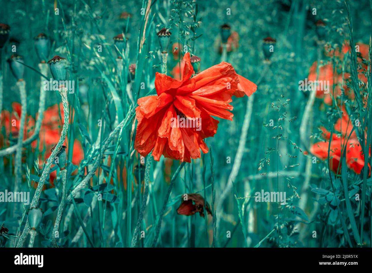 Red poppy flowers in summer Stock Photo - Alamy