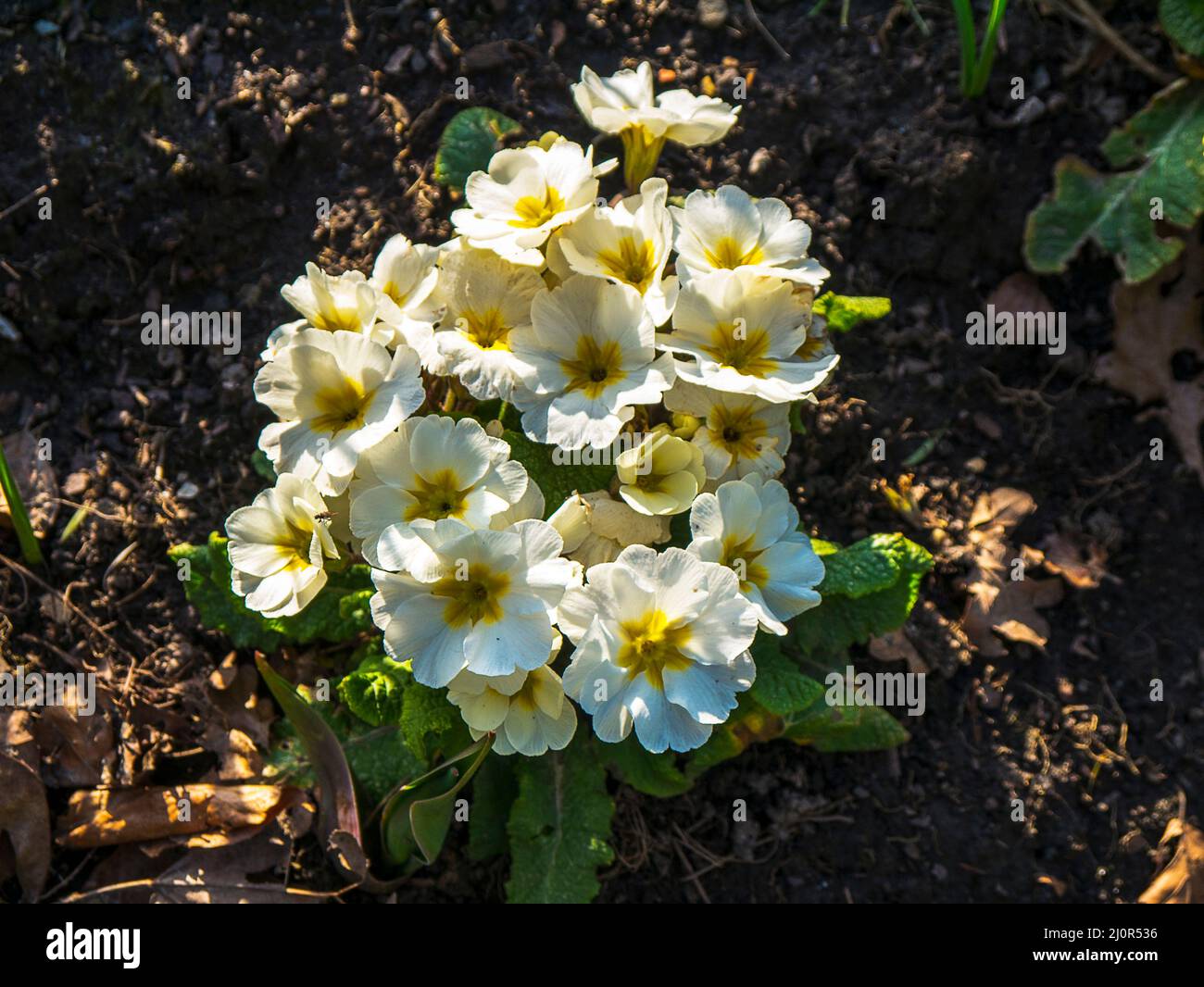 Primula vulgaris, the common primrose, is a species of flowering plant in the family Primulaceae, native to western and southern Europe, N.West Africa Stock Photo