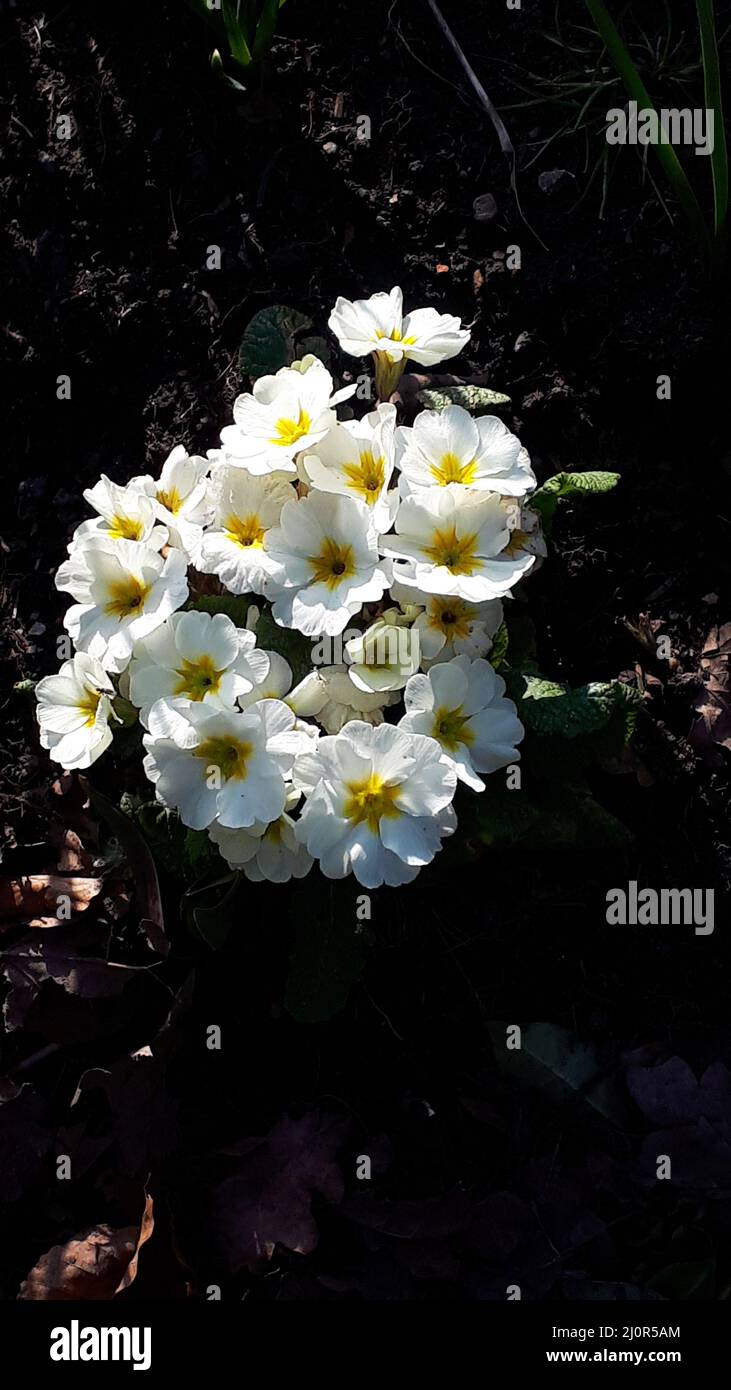 Primula vulgaris, the common primrose, is a species of flowering plant ...