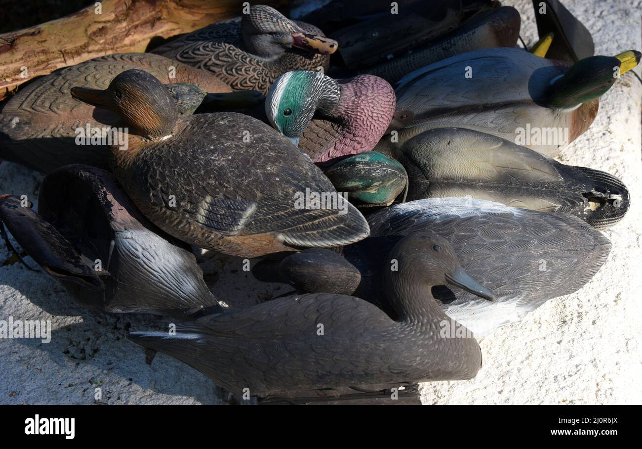 Bunch of plastic duck decoys lay in pile waiting on next duck hunting