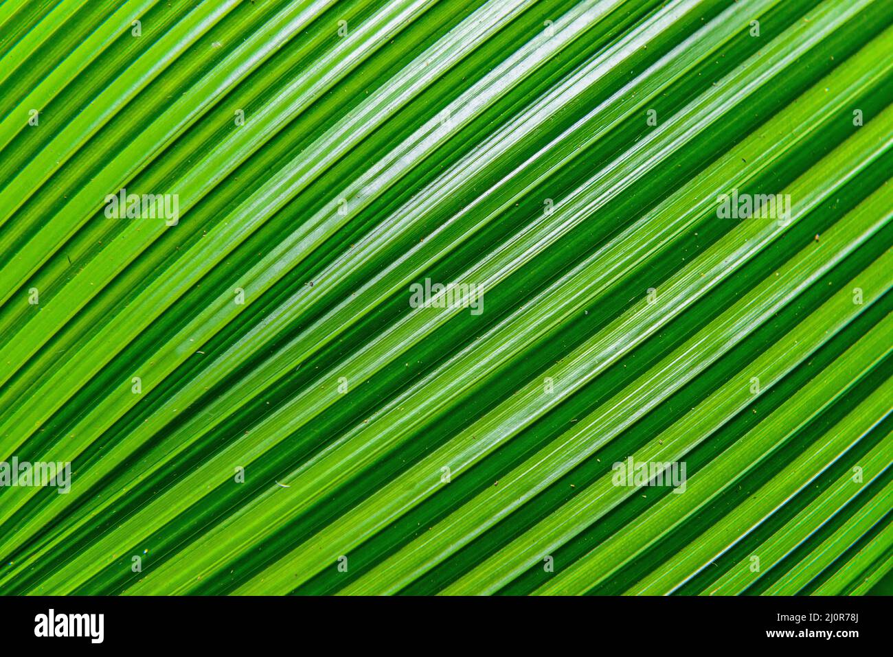 Extreme close up background texture of backlit green palm leaf veins Stock Photo