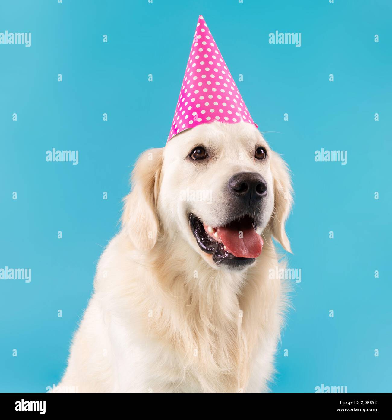 Golden retriever hat hot sale