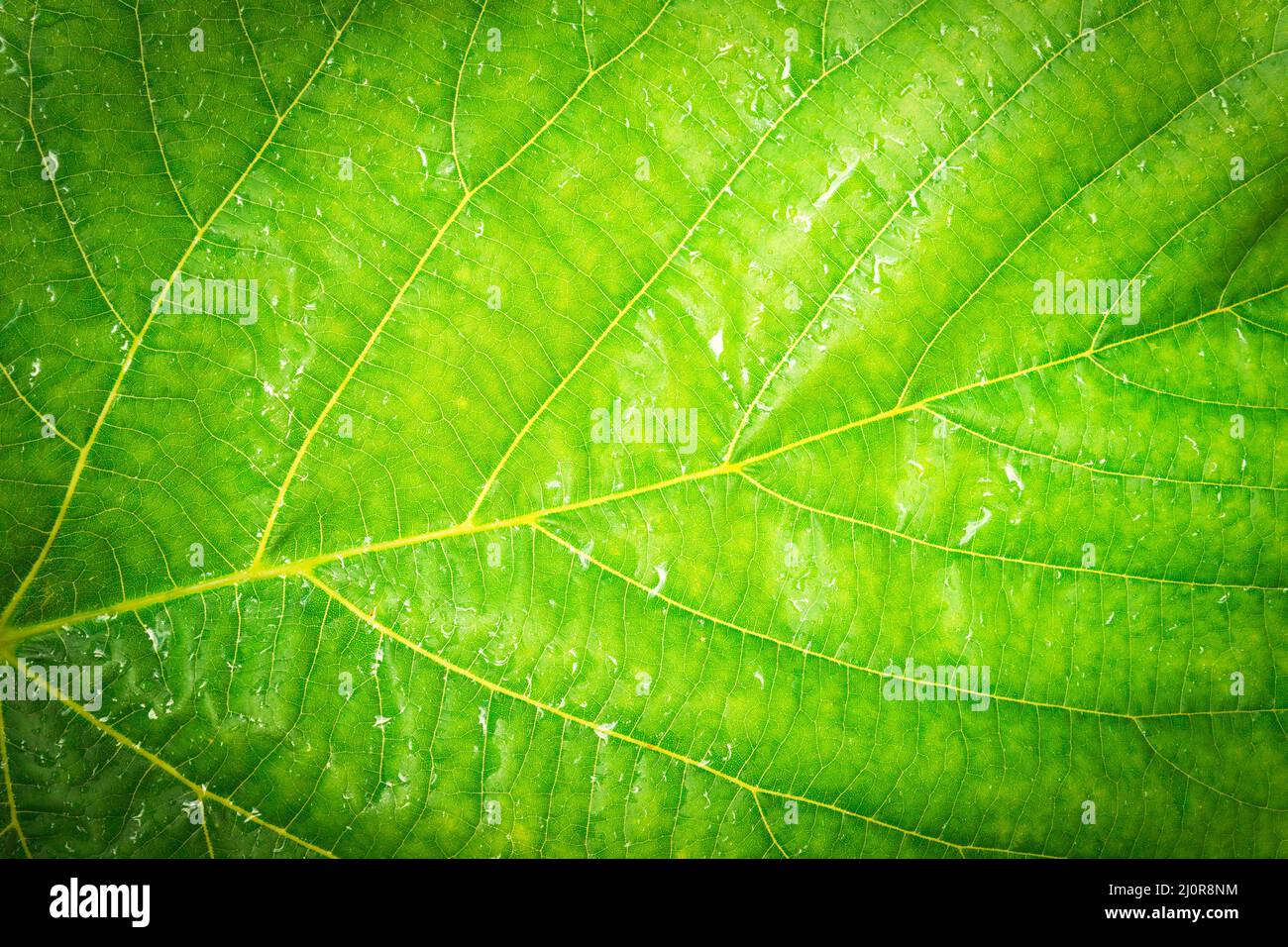 Green leaf with water drops for background Stock Photo - Alamy
