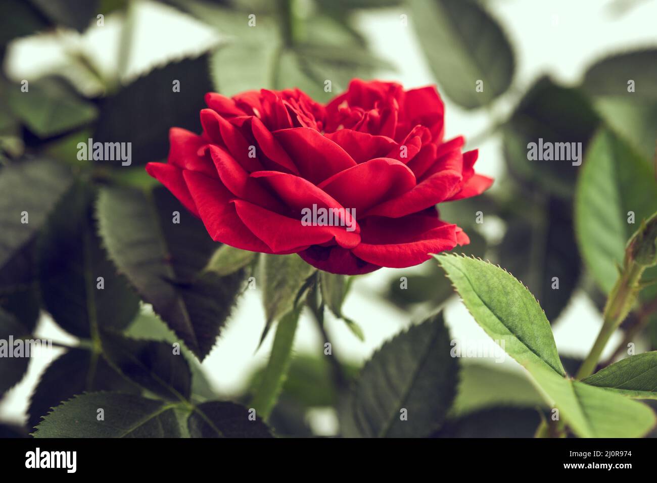 Single red color rose Stock Photo - Alamy