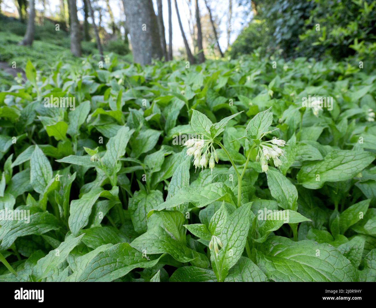 Common Comfrey Symphytum officinale clothing the woodland floor at Pensylvania Wood above Church Ope Cove on the Isle of Portland Dorset UK Stock Photo