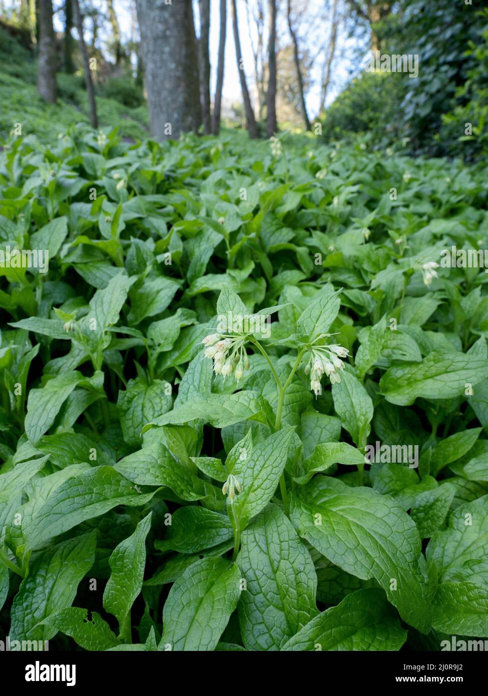 Common Comfrey Symphytum officinale clothing the woodland floor at Pensylvania Wood above Church Ope Cove on the Isle of Portland Dorset UK Stock Photo