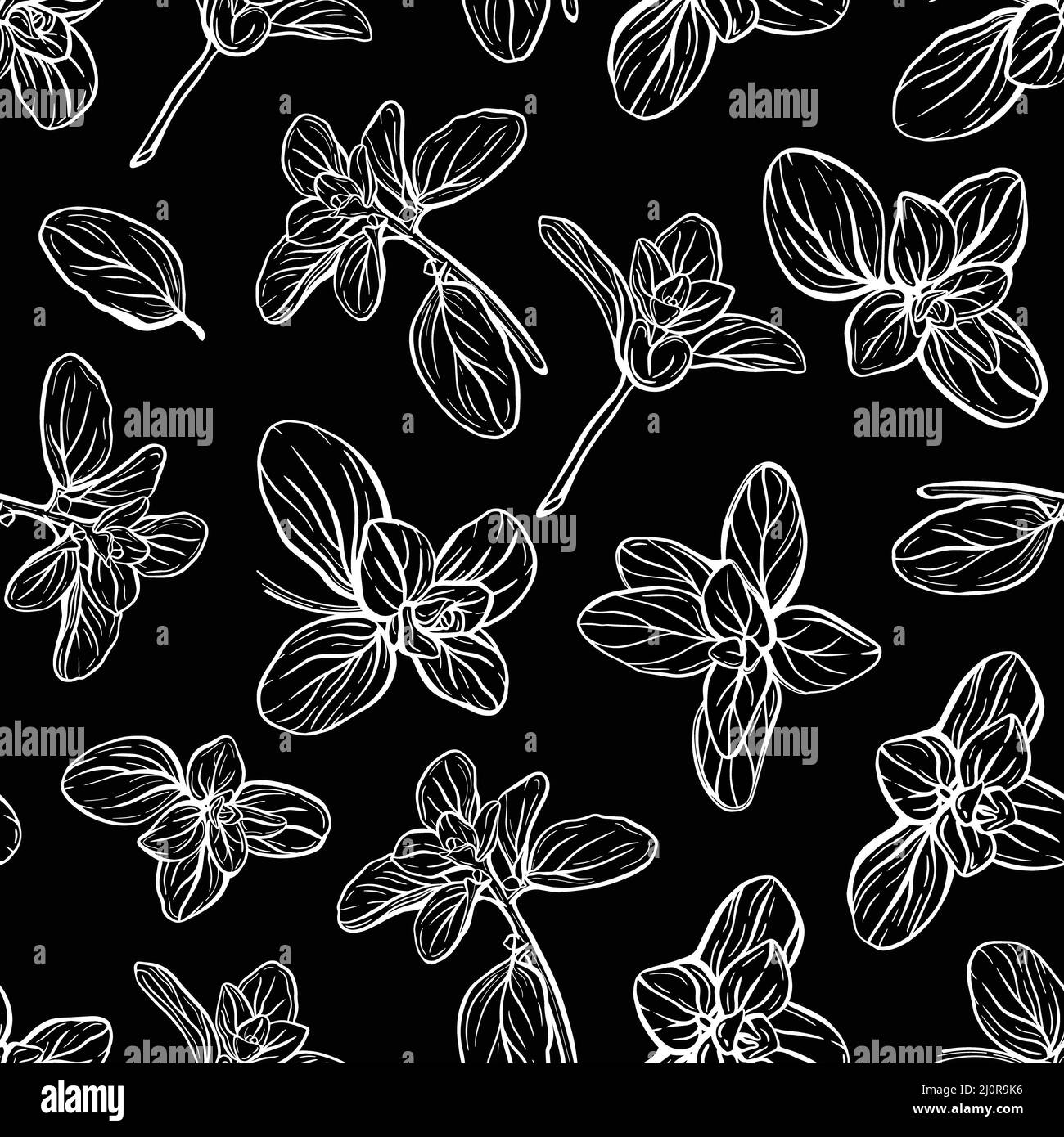 Basil Pattern. Italian herbs.A sprig of marjoram Stock Photo