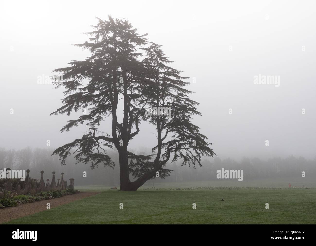 Cedar of Lebanon tree in the gardens of Ashton Court house in morning mist - Bristol UK Stock Photo