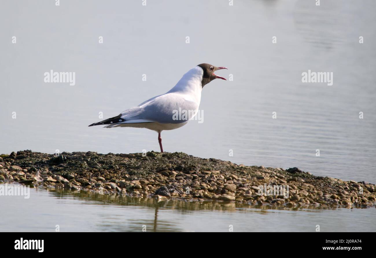 Black headed gull Croicocephalus ridibundus calling from a lake in Gloucestershire UK Stock Photo