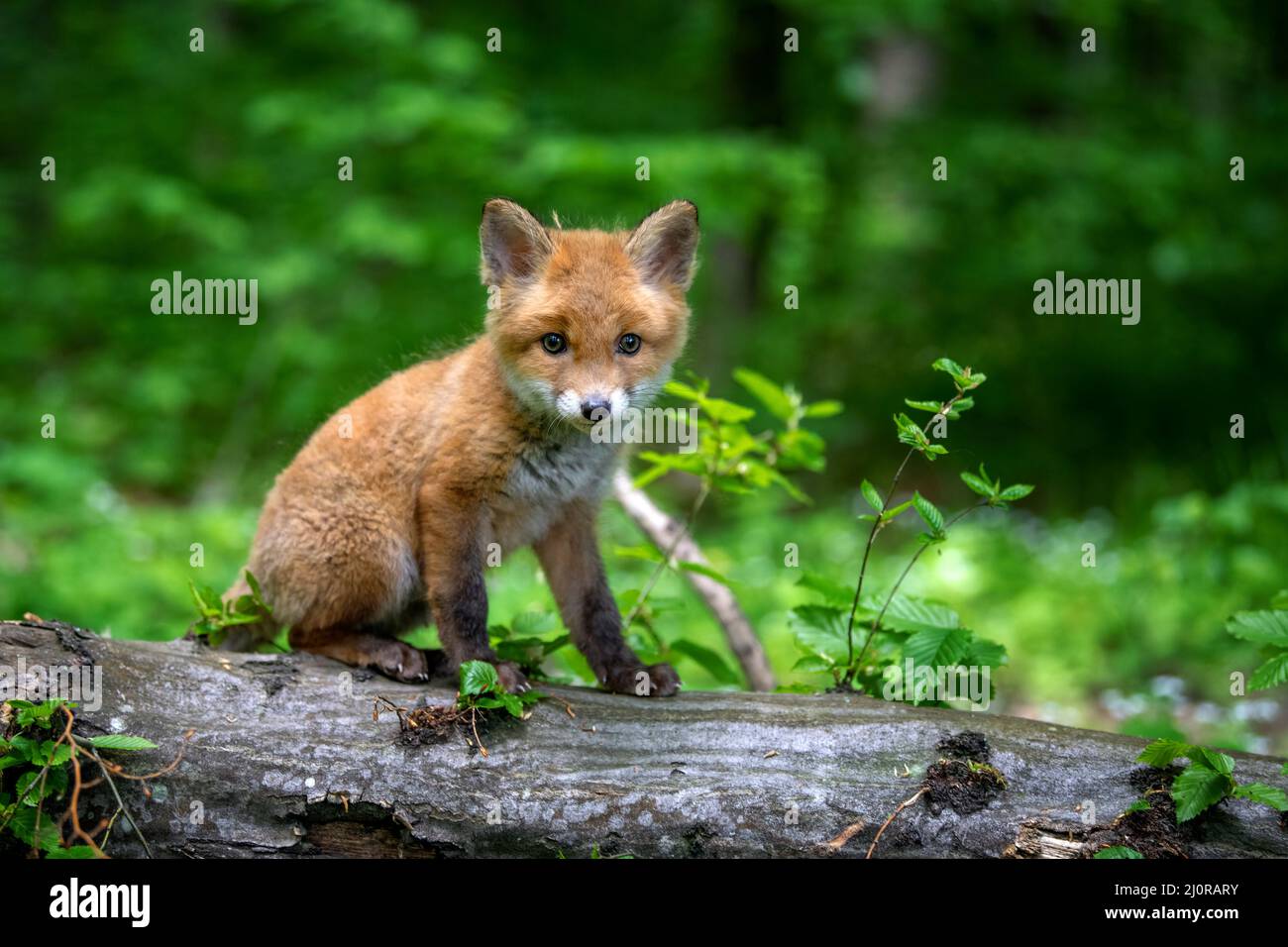 Red fox, vulpes vulpes, small young cub in forest. Cute little wild predators in natural environment. Wildlife scene from nature Stock Photo