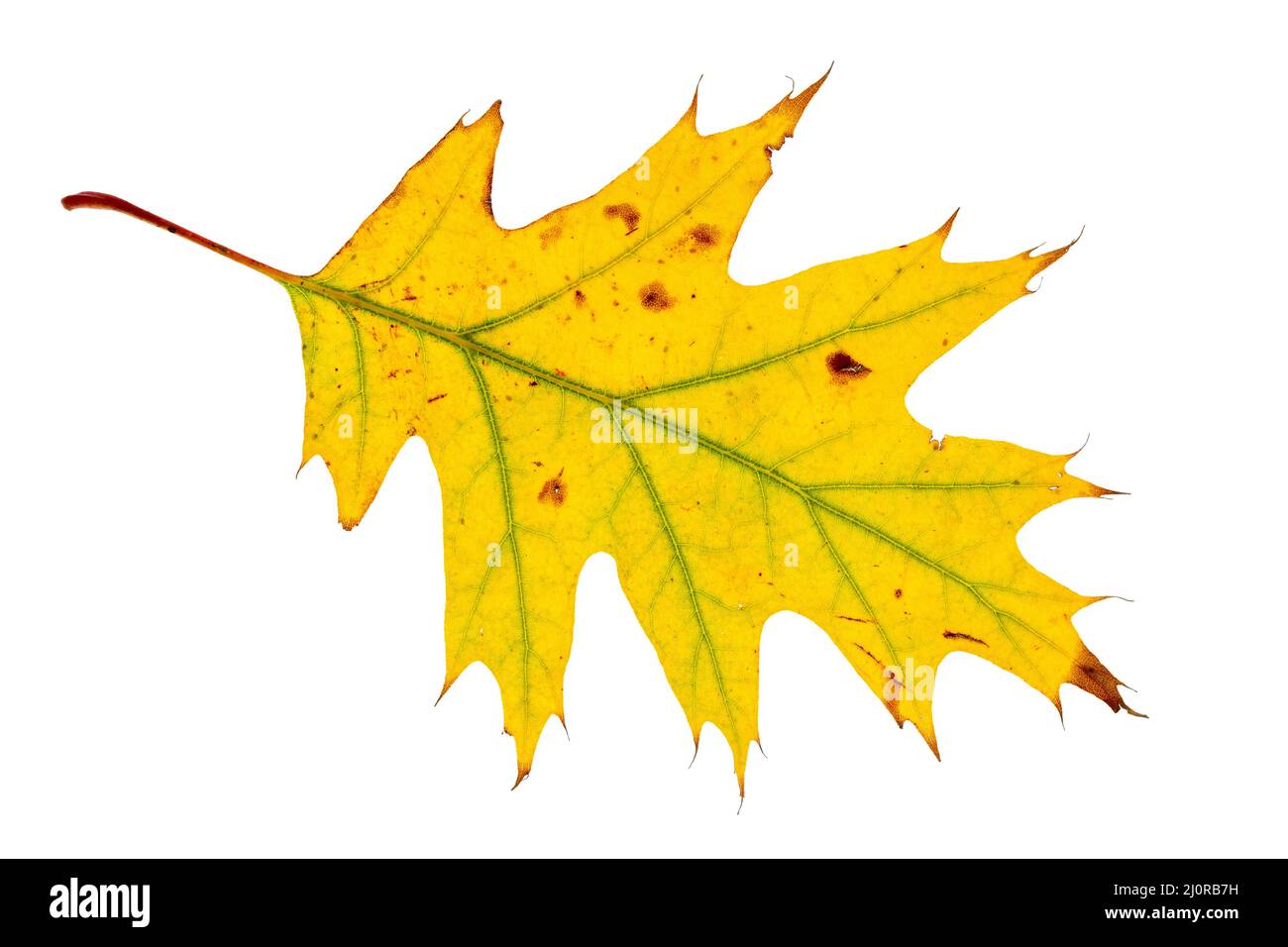 Yellow maple leaf isolated on white background Stock Photo - Alamy