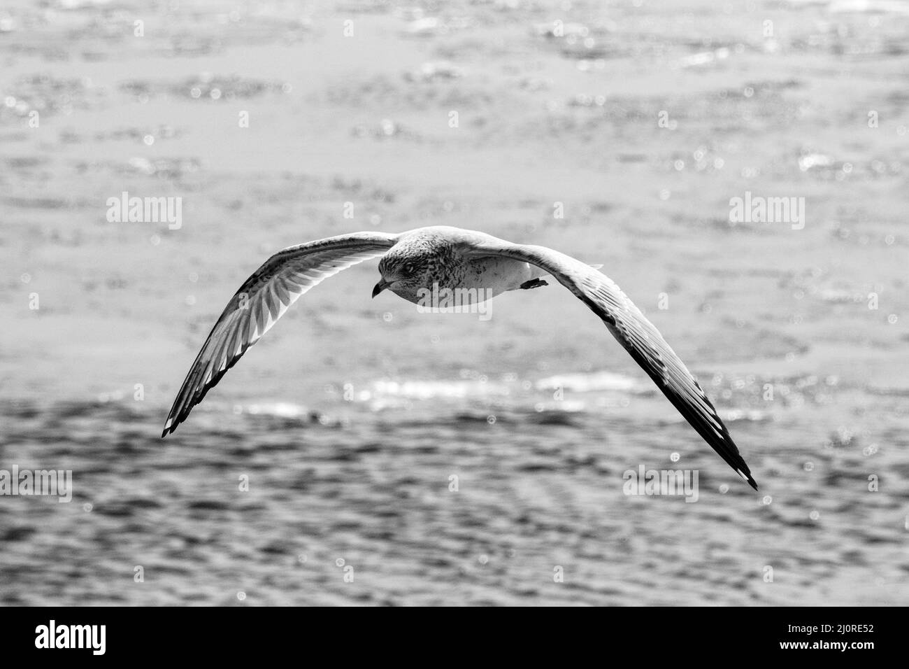 Black and white photo of a flying seagull with a rough sea on the ...