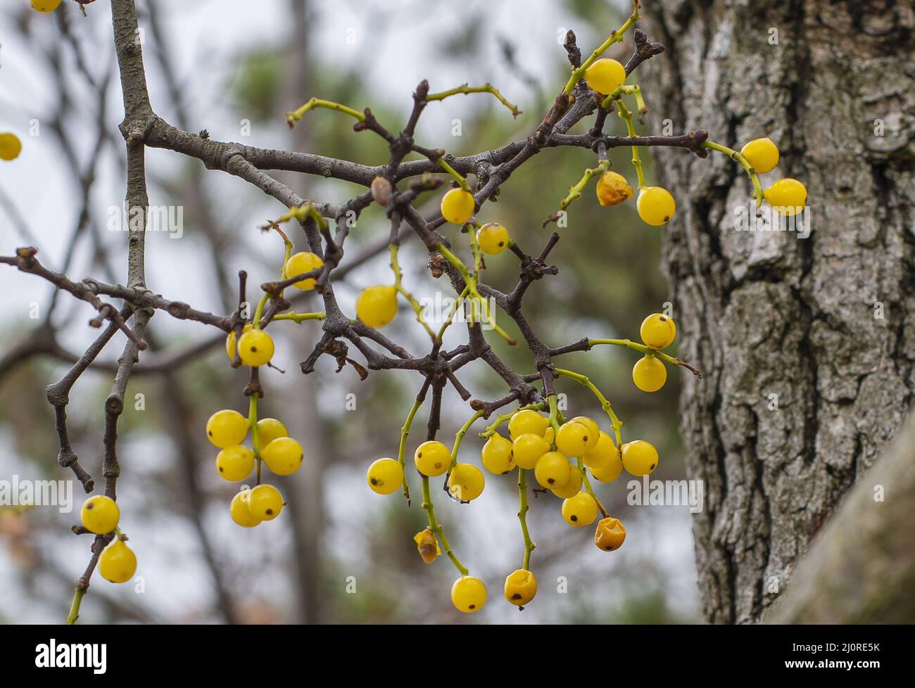 Yellow Loranthus berries (Loranthus europaeus) in the forest during the winter. Stock Photo