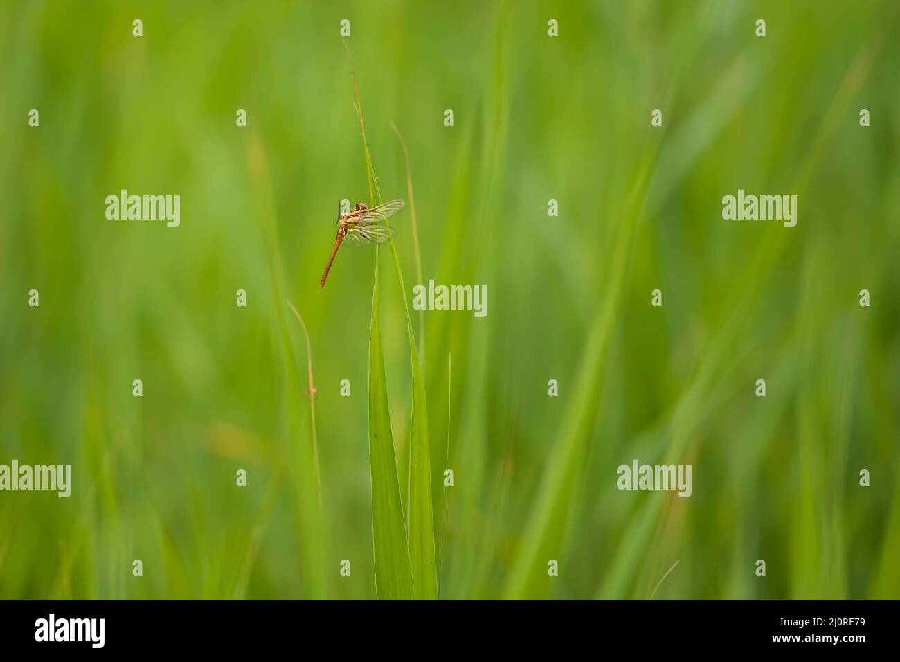 Dragonfly - Odonata with outstretched wings on a blade of grass. In the ...