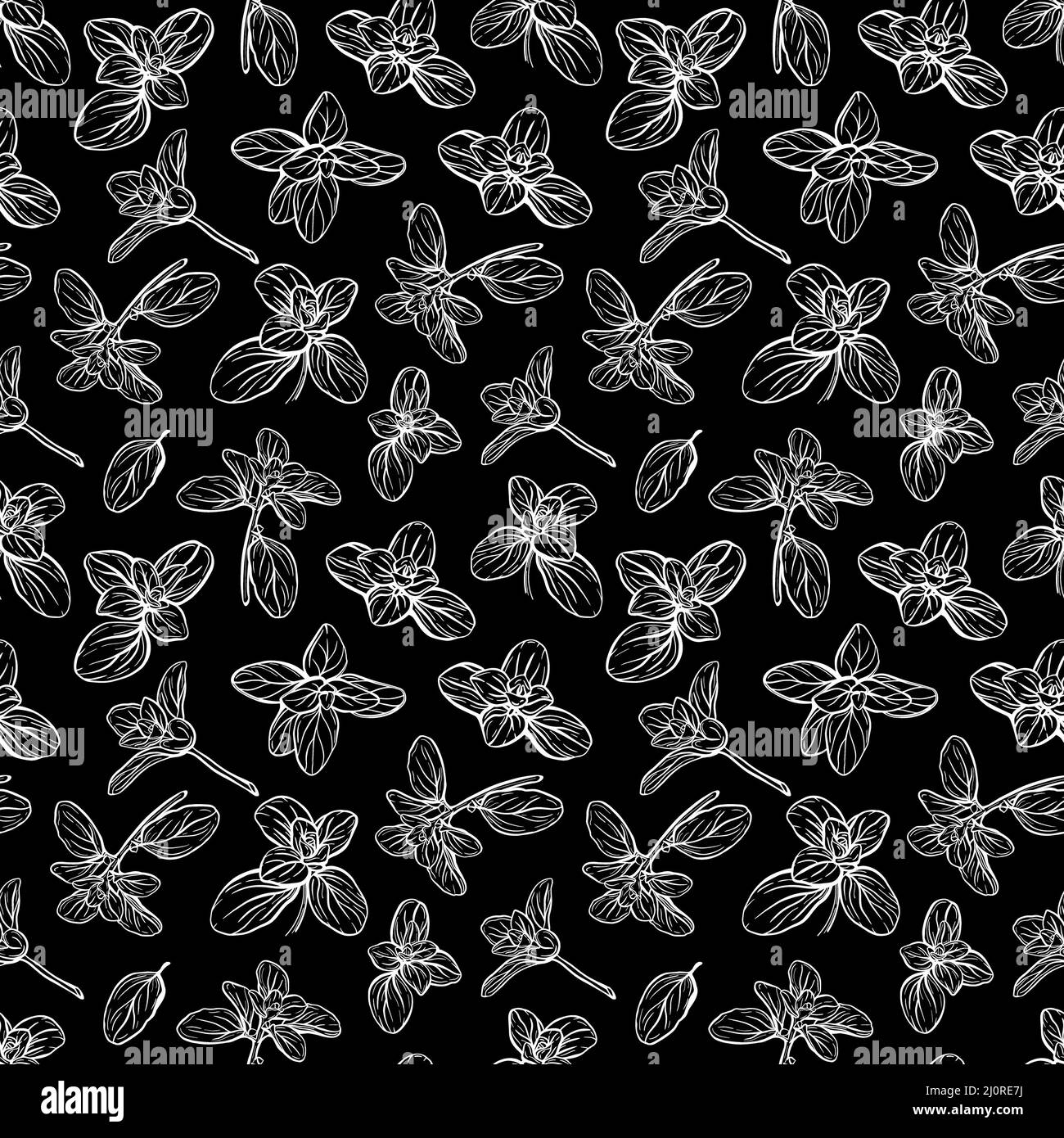 Basil Pattern. Italian herbs.A sprig of marjoram Stock Photo