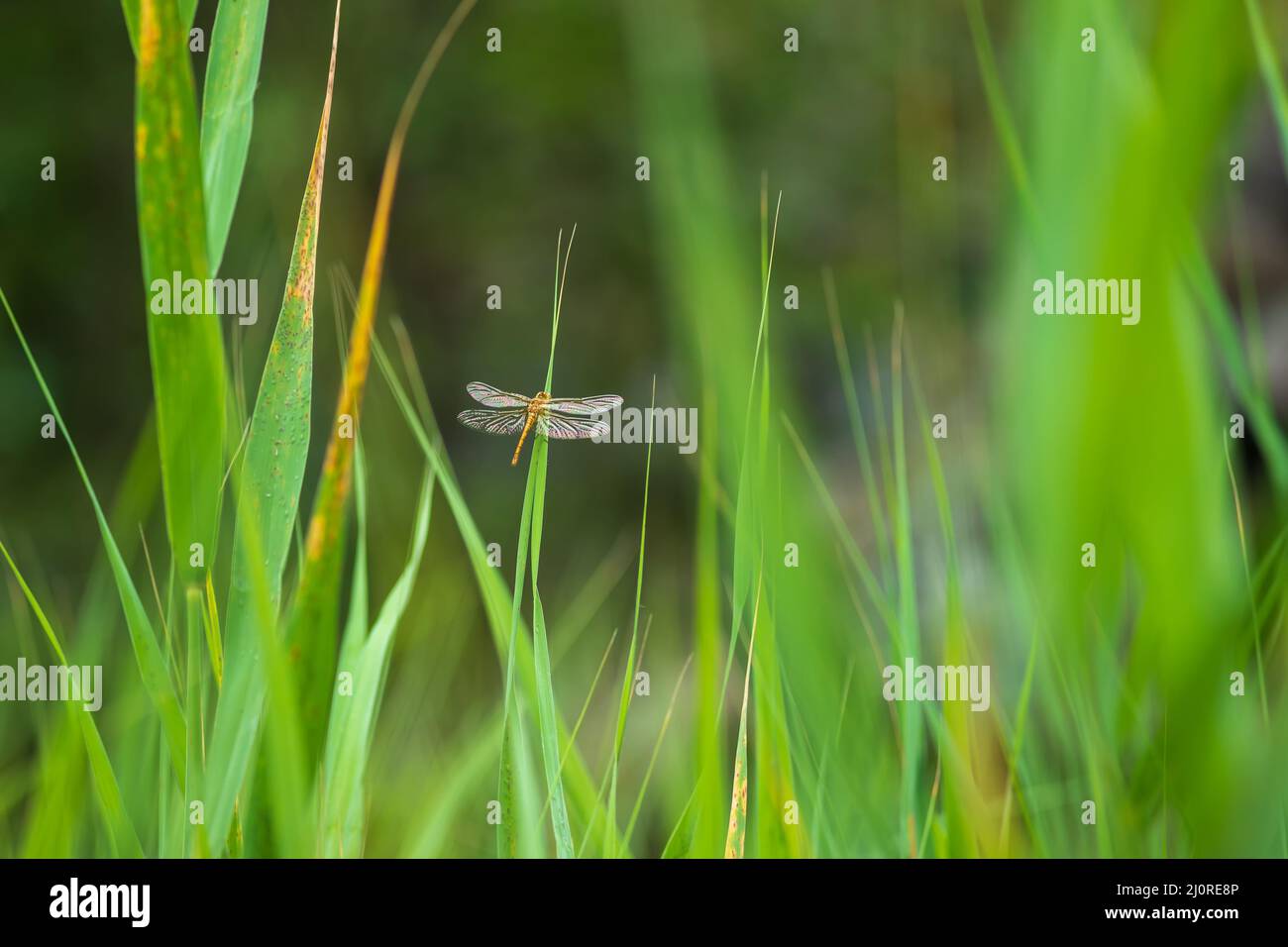 Dragonfly - Odonata with outstretched wings on a blade of grass. In the ...