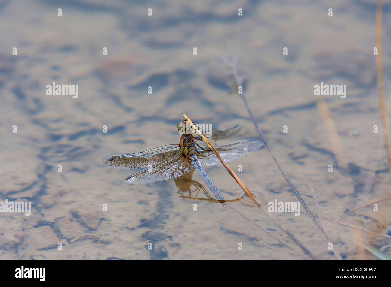 The awl -  Anisopteraon the grass blade is drowning in the water Stock Photo