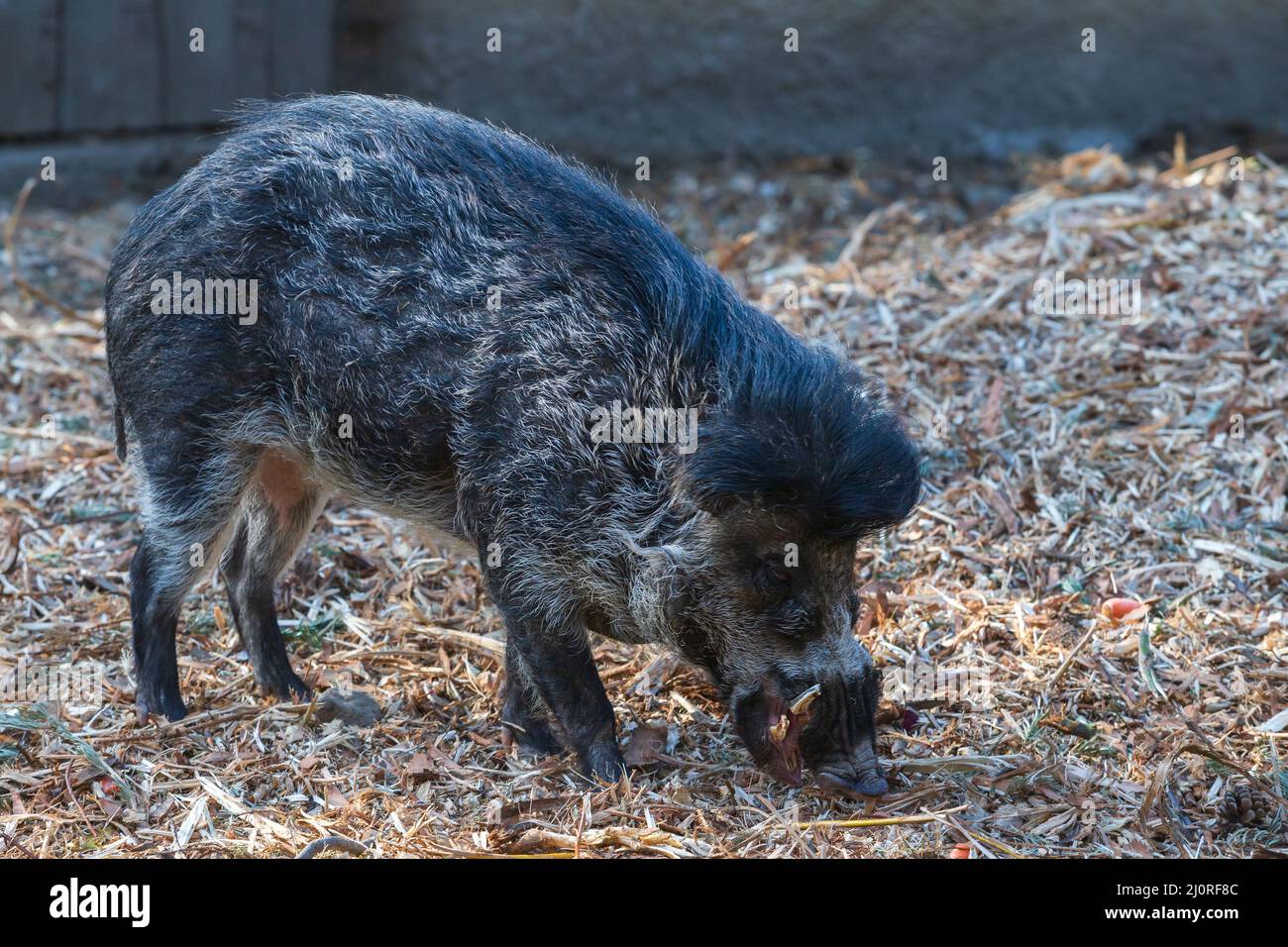 The black dwarf Pekari pig has tusks. Stock Photo