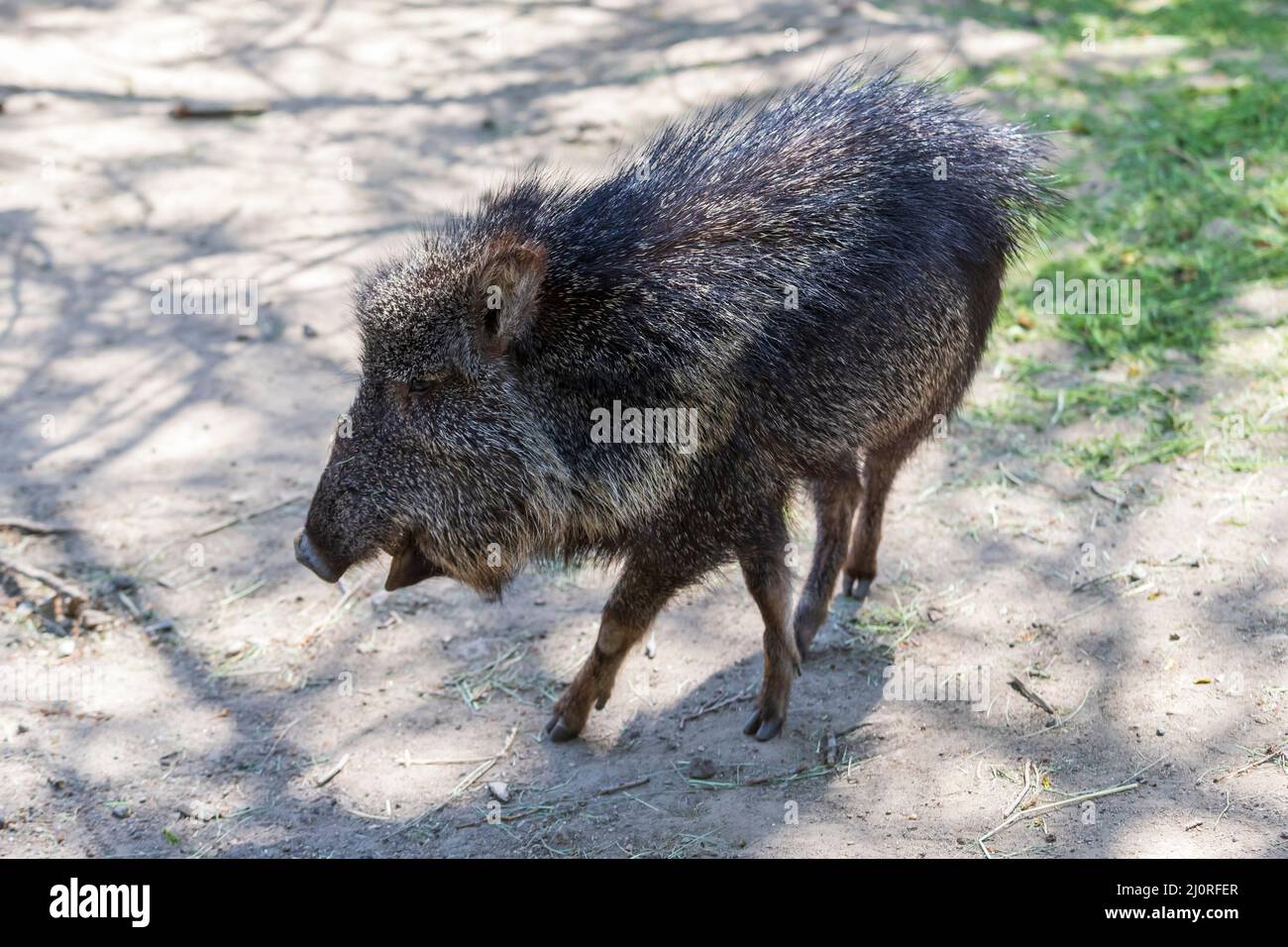 Pekari Wagneruv - Catagonus wagneri stands on lawns with open mouth. The sun shines on Pekari. Stock Photo