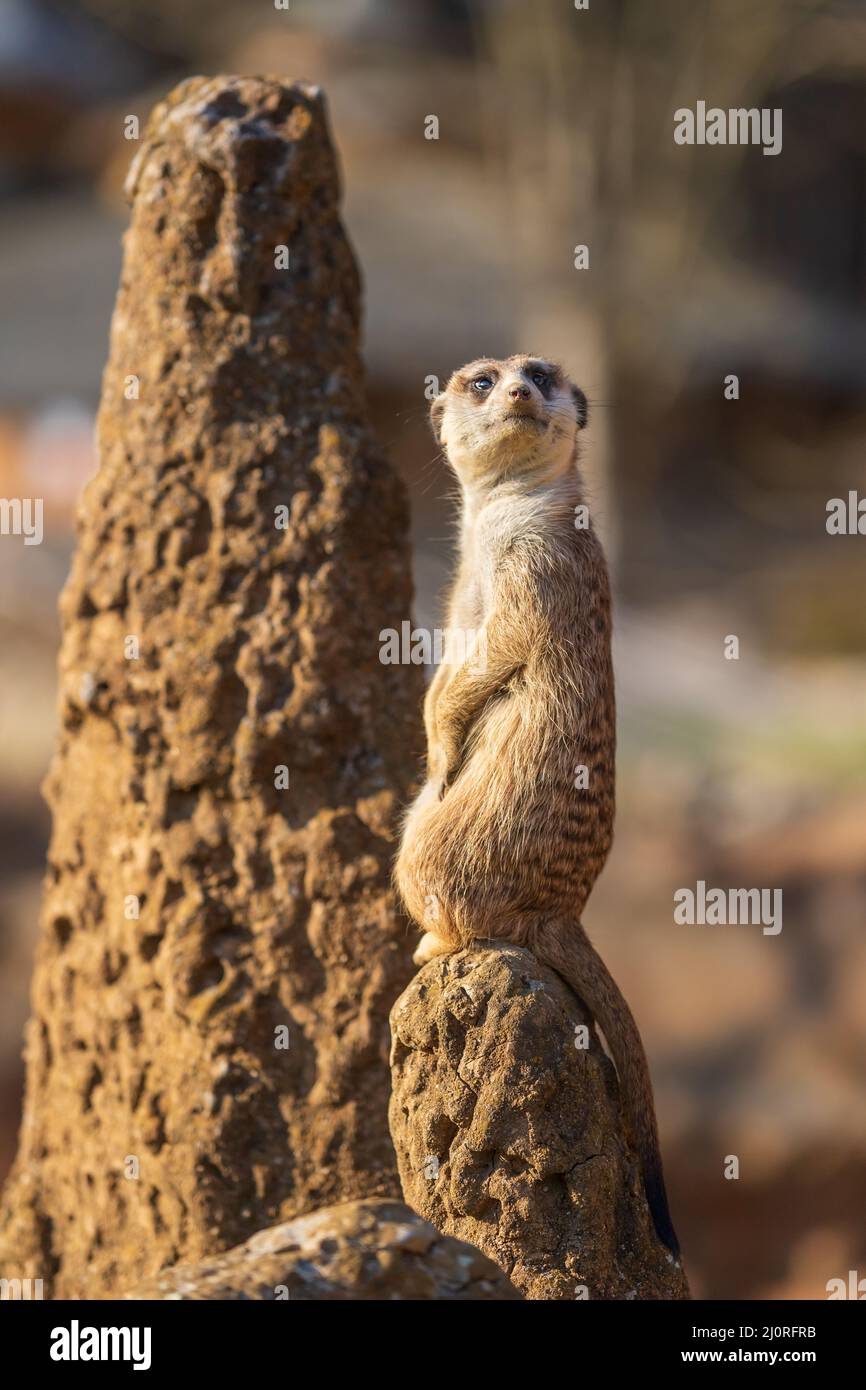 The meerkat stands on the sand and watches the surroundings. The background is blurred by photographic technique. Stock Photo