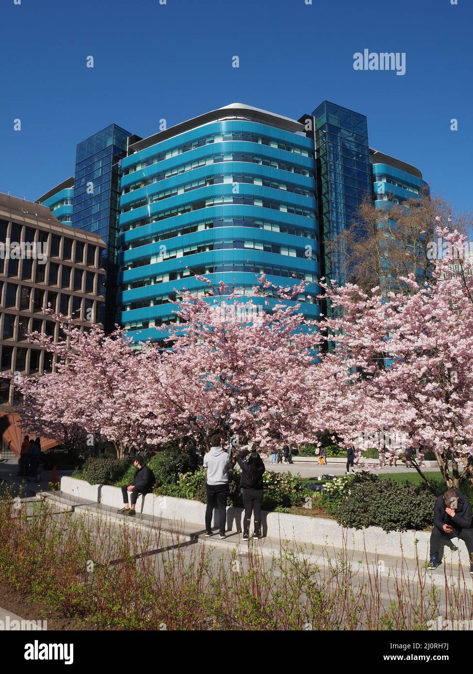 Aldgate Square, Pink Blossom and modern tower block in the city of London, England Stock Photo