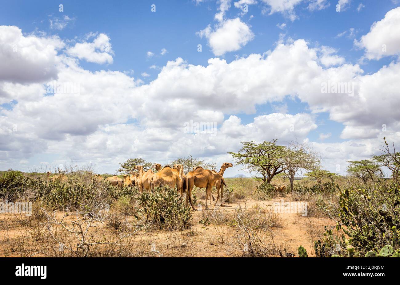 Herd of camels on savannah plains in Kenya Stock Photo