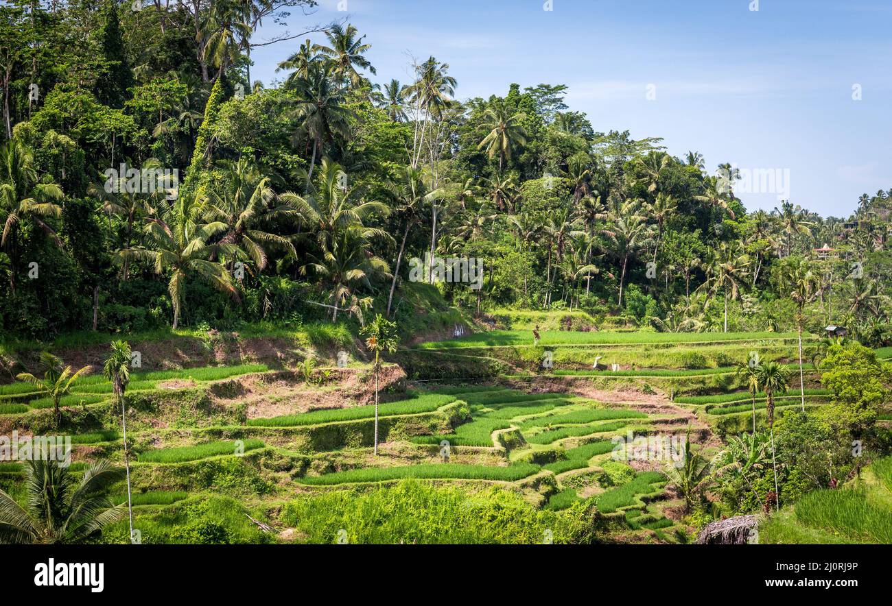 Green rice terraces of Bali, near Tegallalang village, Indonesia Stock Photo