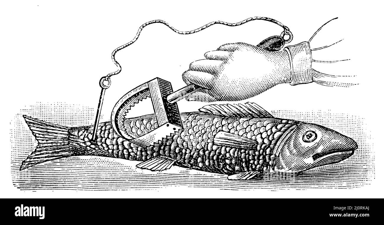 Scaling of a fish, , (housekeeping book, 1912), Abschuppen eines Fisches, Ecailler un poisson