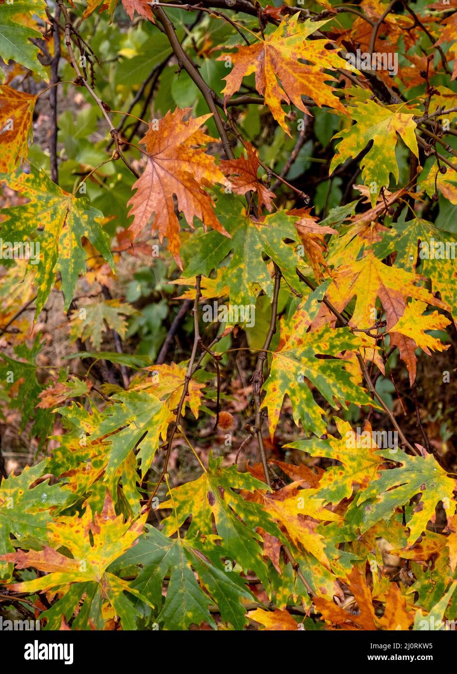 Nature background with autumn tree maple leaves. Flora patterns, fall season Stock Photo