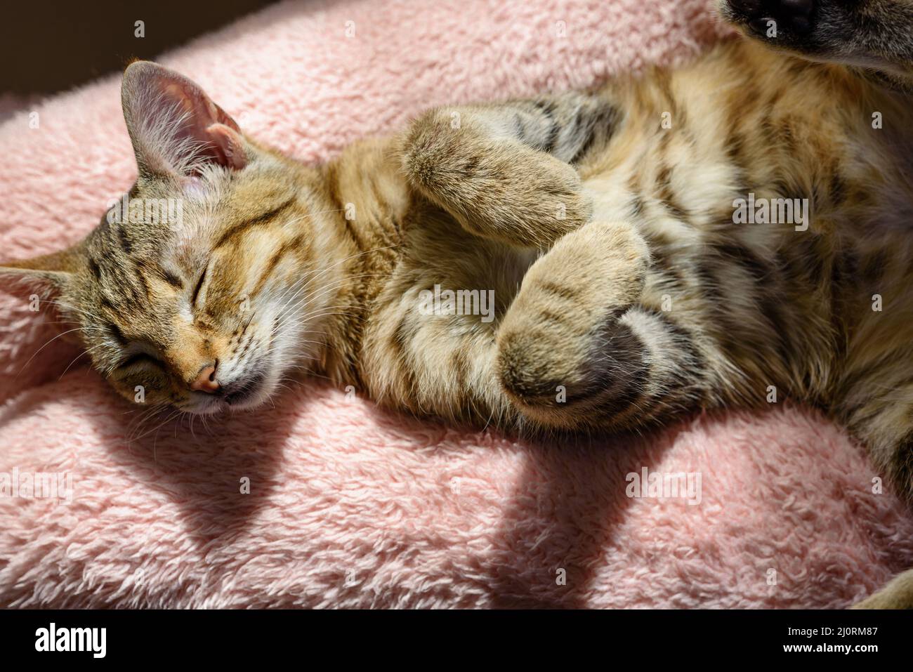 Bengali cat posing. perfect view of photography. beautiful cat of