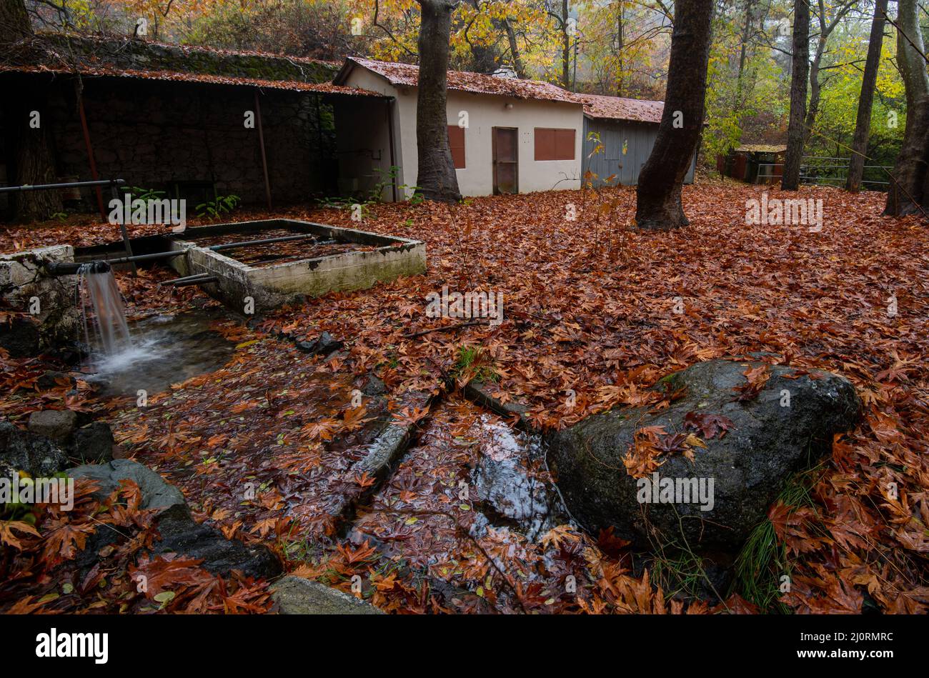 Abandoned house in the forest in autumn with yellow maple leaves in the ground Stock Photo