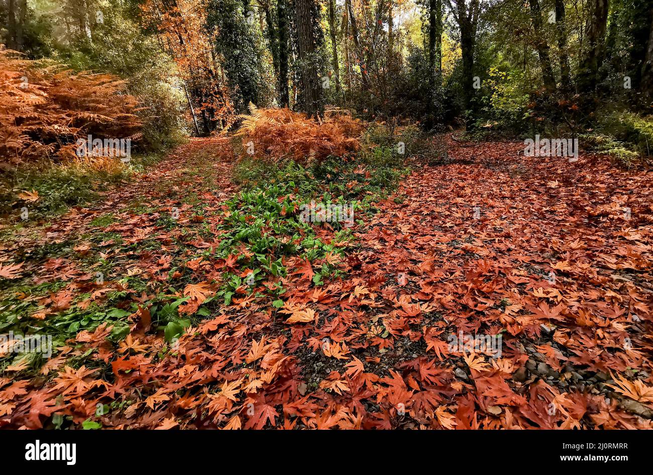 Fallen autumn leaves on grass in a forest. dry seasonal leaves foliage in the ground Stock Photo