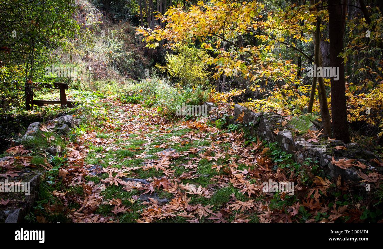 Fallen autumn leaves on grass in a forest. Hiking trail path in autumn Stock Photo