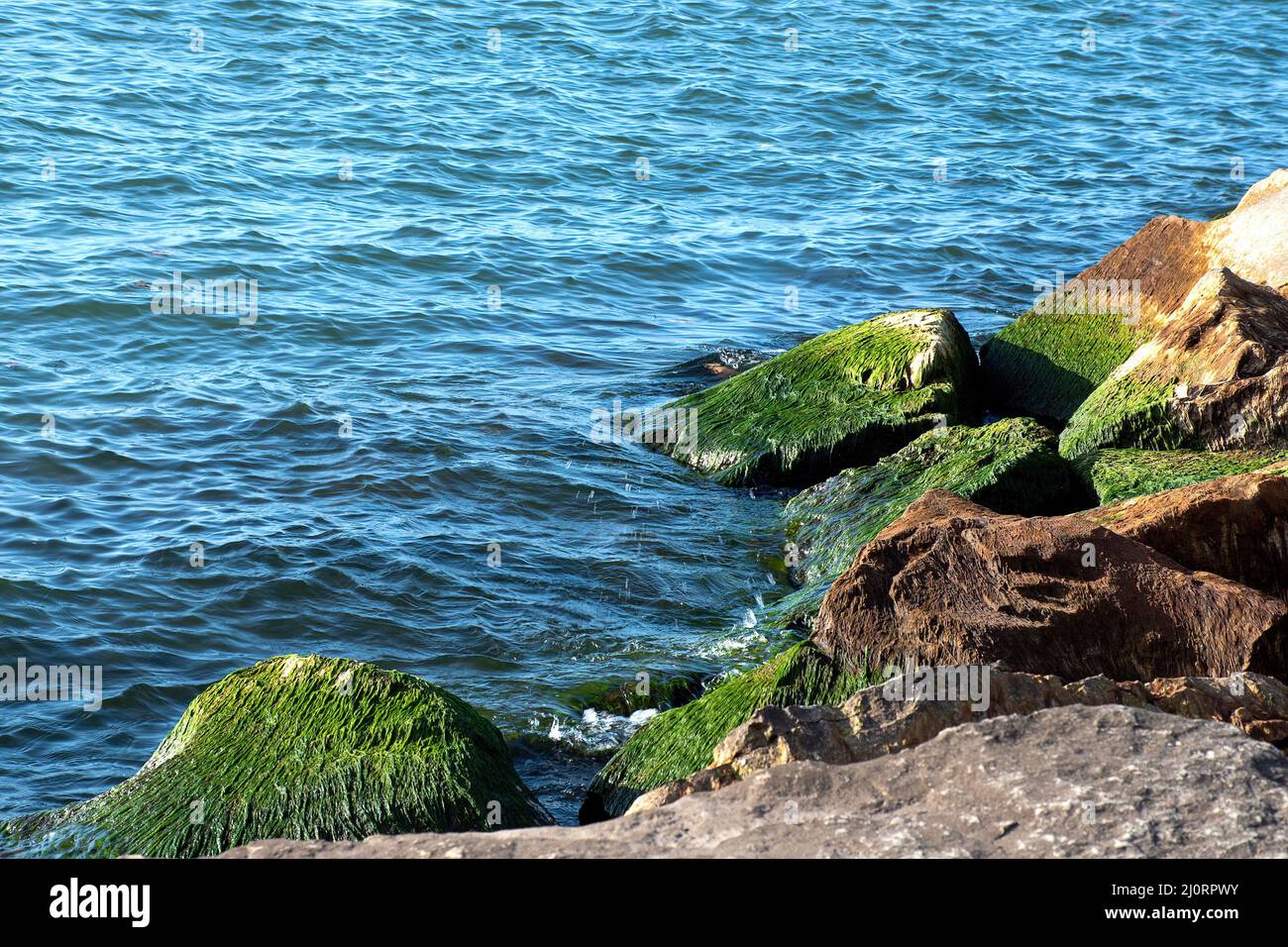 Green algae growing on rocks in Lake Michigan Stock Photo
