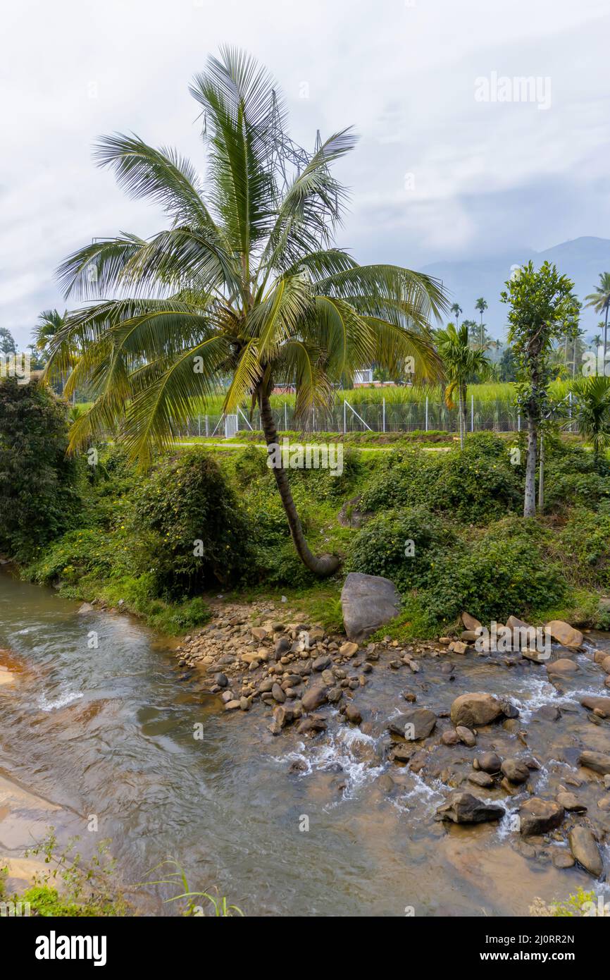 Coconut tree near a river stock photo stock photo alamy