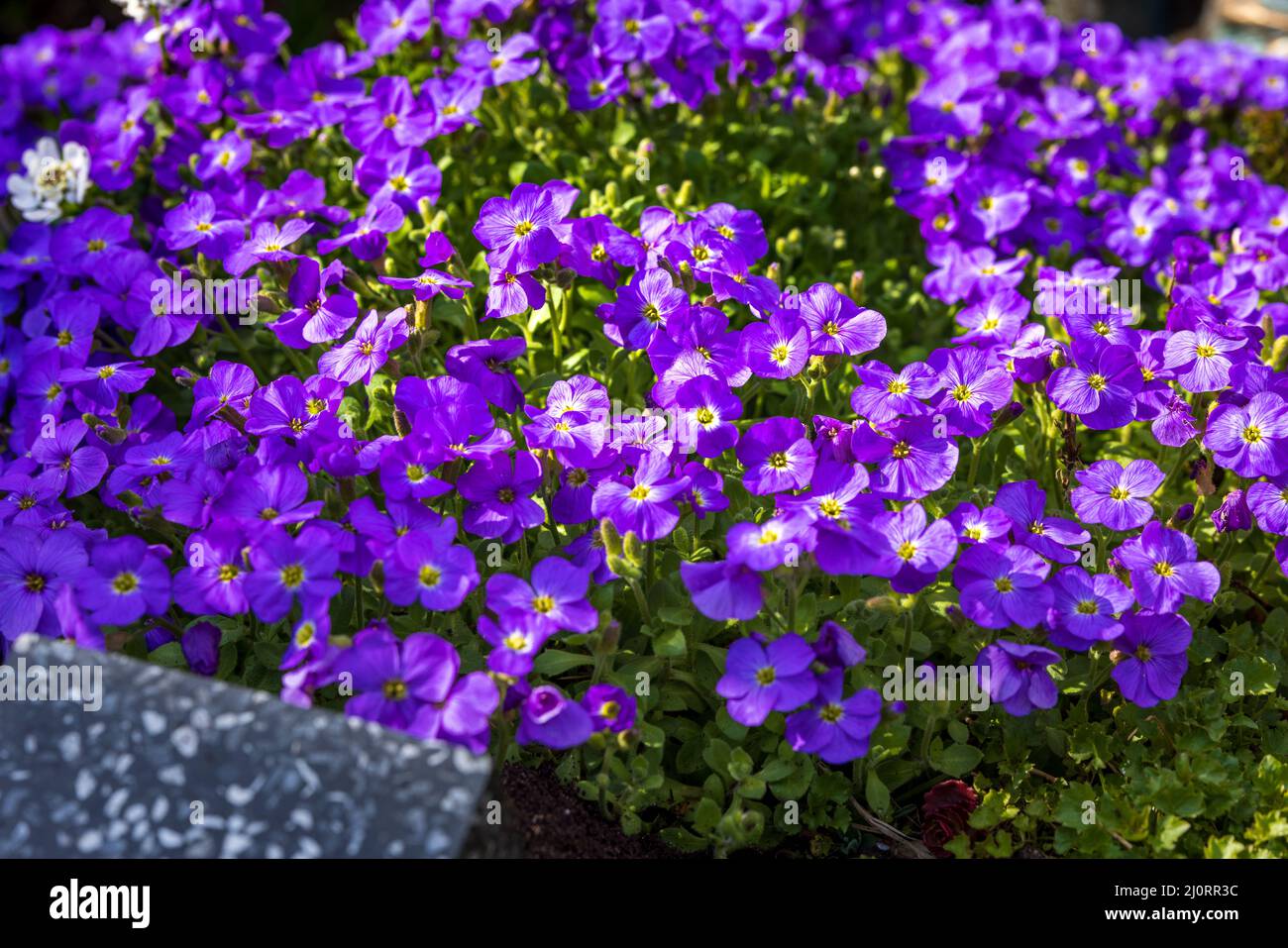 Aubretia gracilis Kitte Blue Stock Photo