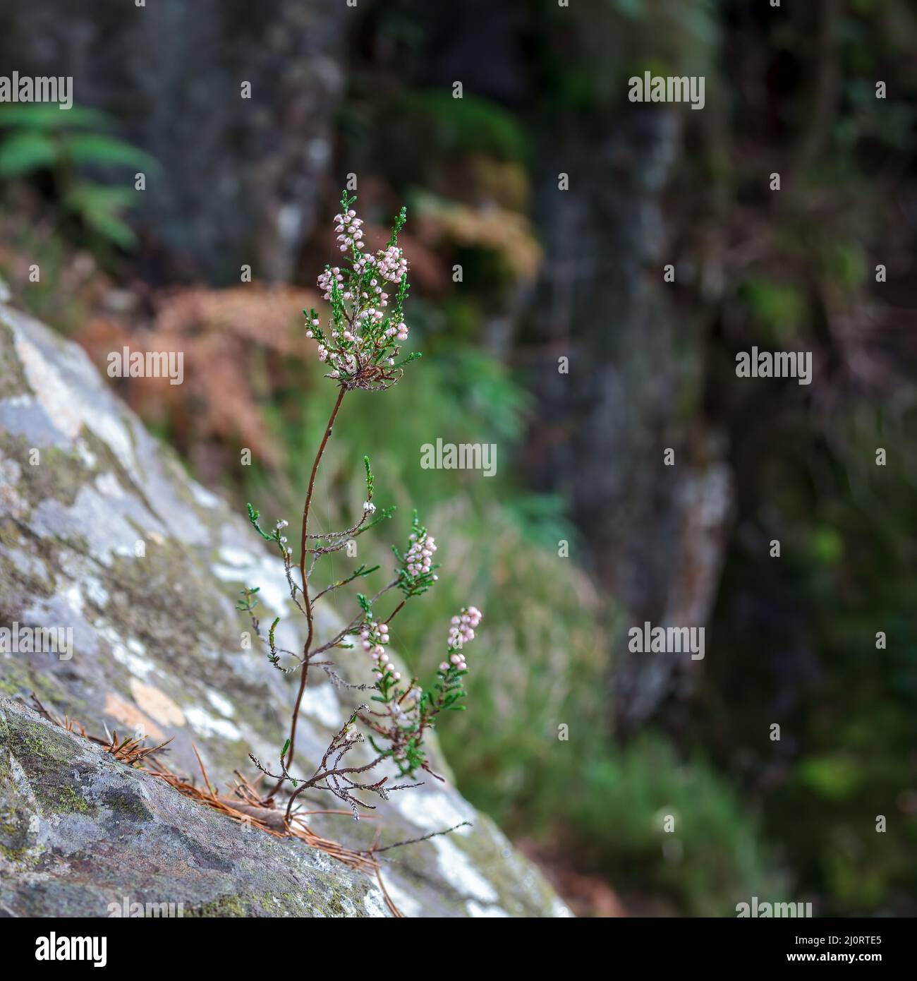 Bell Heather (Erica cinerea) growing out of a boulder in autumn by the Glaslyn River Stock Photo