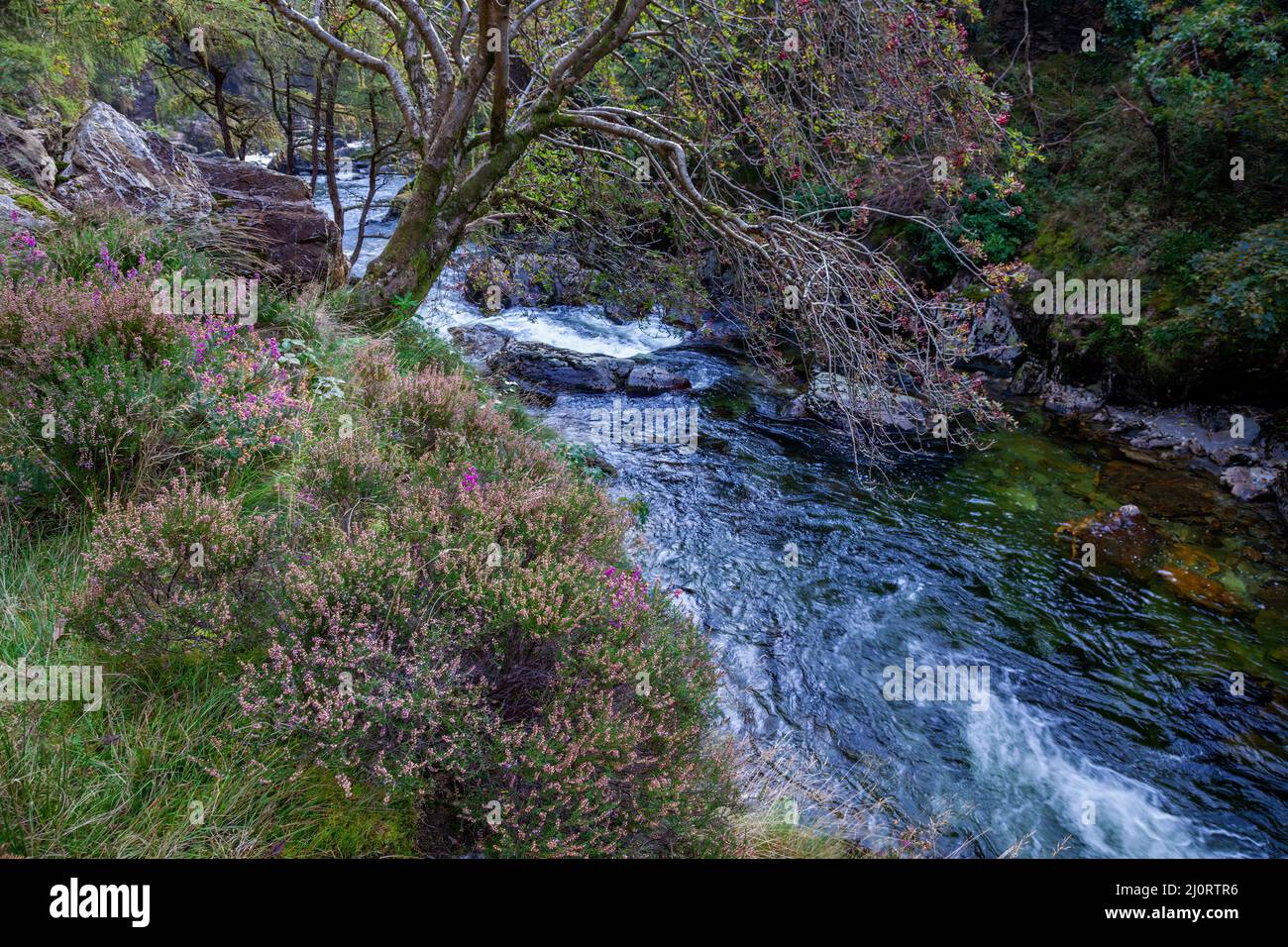 View autumn tree along hi-res stock photography and images - Alamy