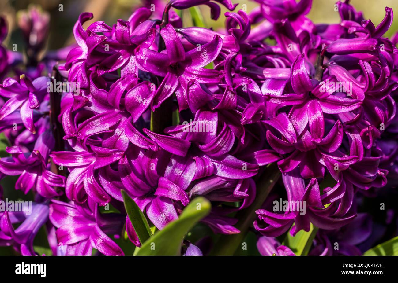 Hyacinthus orientalis 'Miss Saigon' Stock Photo