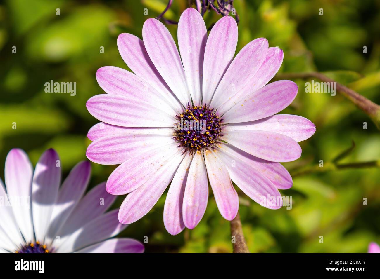 Pink African daisy, Osteospermum is a genus of flowering plants belonging to the Calendulae, one of the smaller tribes of the sunflower, daisy family Stock Photo