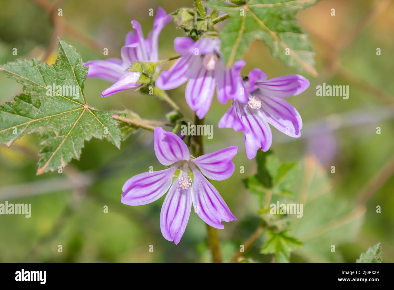 Malva sylvestris is a species of the mallow genus Malva in the family of Malvaceae. Known as common mallow, it acquired the names of cheeses, high mal Stock Photo