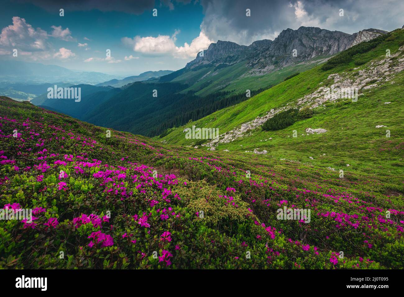 Majestic summer scenery, blooming colorful pink rhododendron mountain flowers on the hill, Bucegi mountains, Carpathians, Transylvania, Romania, Europ Stock Photo