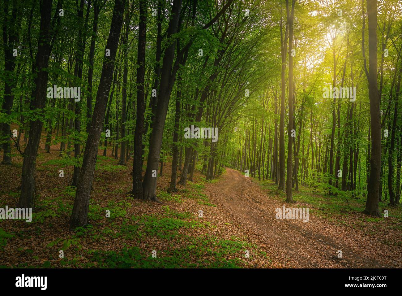 Amazing dense fresh spring forest landscape and woodland road covered with dry colorful leaves Stock Photo