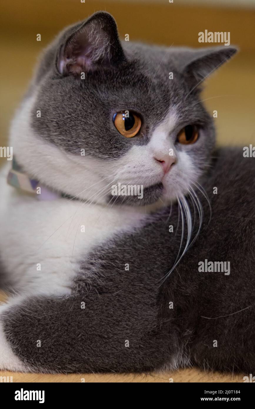 Cute white and dark gray cat lying on the floor in a room Stock Photo ...