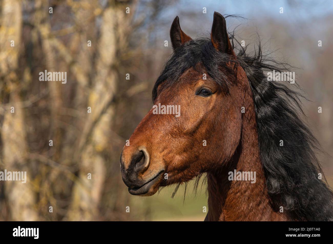 Portrait of a young bay south german draft horse in spring outdoors Stock Photo