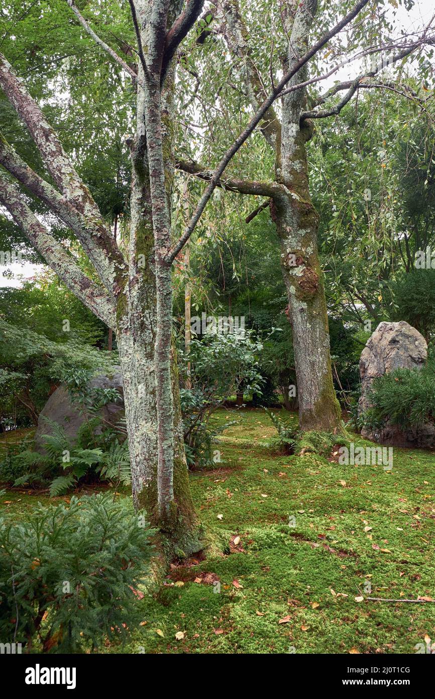 The sakura trees covered with the lichens in the japanese garden of Kyoto. Japan Stock Photo