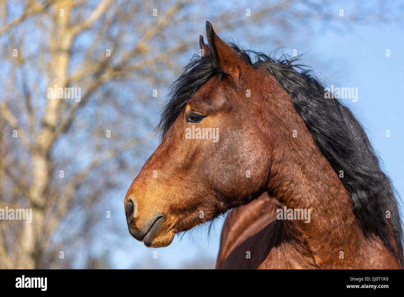 Portrait of a young bay south german draft horse in spring outdoors Stock Photo