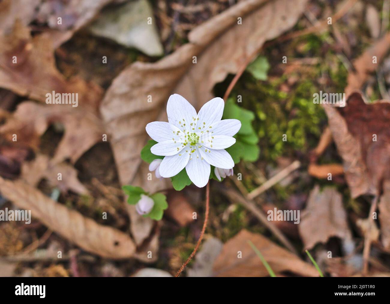 A macro image of a rue-anemone plant blooming in the spring in Kentucky. Stock Photo