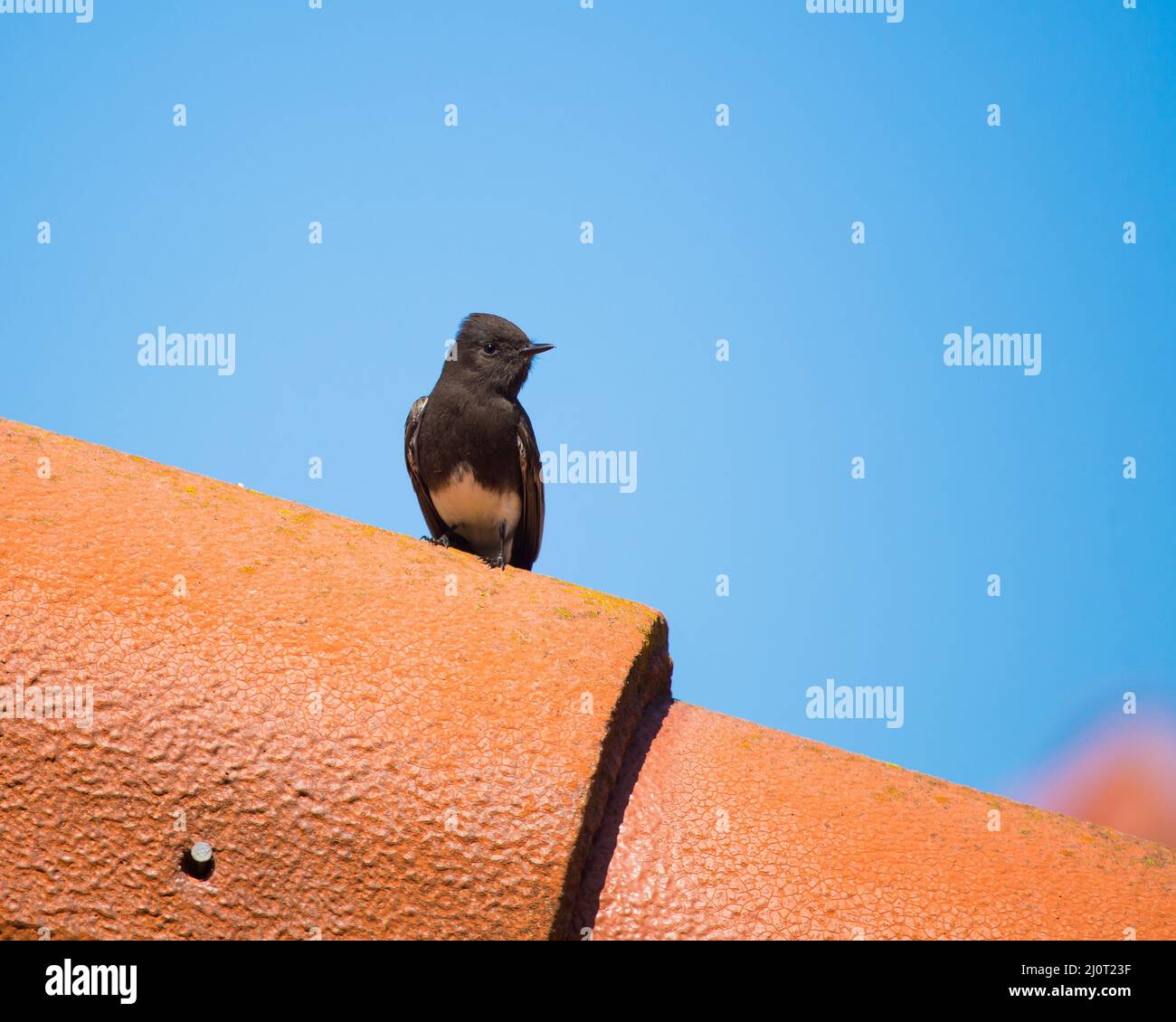'Black Phoebe flycatcher' ' Sayornis nigricans ' on a house roof in Southern California ; USA Stock Photo