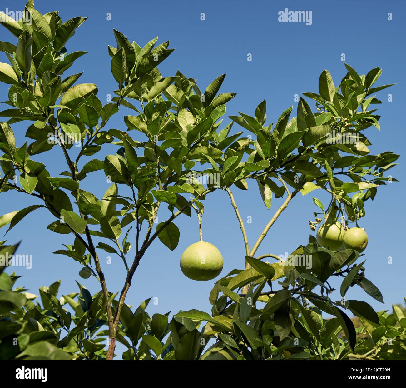 Pomelo (Citrus maxima) at the garden. Tokyo. Japan Stock Photo Alamy